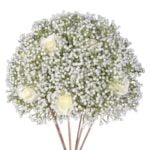 Middenstuk gipskruid verhuur